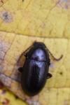 Nalassus laevioctostriatus