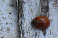 Adalia decempunctata