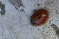 Adalia decempunctata