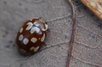 Myrrha octodecimguttata