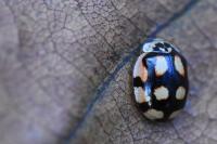 Adalia decempunctata