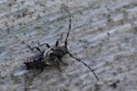 Pogonocherus hispidus