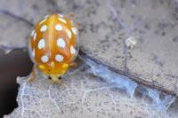 Halyzia sedecimguttata