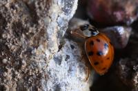 Harmonia axyridis