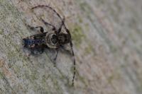 Pogonocherus hispidus