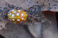 Halyzia sedecimguttata