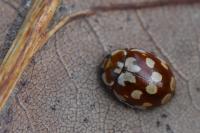 Myrrha octodecimguttata