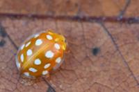 Halyzia sedecimguttata