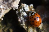Harmonia axyridis