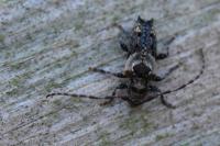 Pogonocherus hispidus