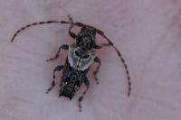 Pogonocherus hispidus