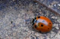 Adalia decempunctata