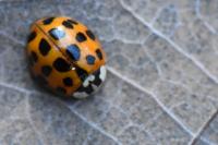 Harmonia axyridis