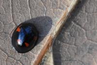 Exochomus quadripustulatus