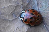 Anatis ocellata