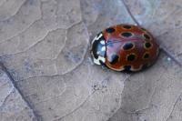 Anatis ocellata