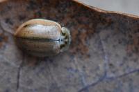Aphidecta obliterata