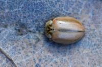 Aphidecta obliterata
