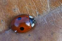 Adalia bipunctata