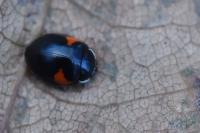 Adalia decempunctata
