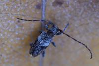 Pogonocherus decoratus
