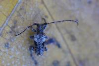 Pogonocherus decoratus