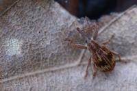 Anthonomus rectirostris