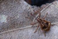 Anthonomus rectirostris