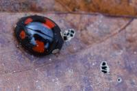 Harmonia axyridis