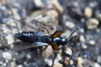 Tachinus