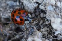Harmonia axyridis