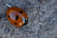 Coccinella septempunctata