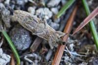 Lixus ochraceus