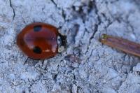 Adalia bipunctata