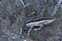 Lixus ochraceus