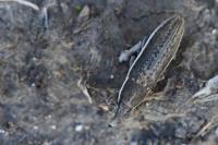 Lixus ochraceus