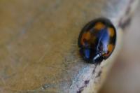 Exochomus quadripustulatus