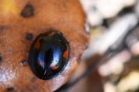 Exochomus quadripustulatus