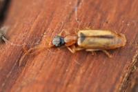 Demetrias atricapillus