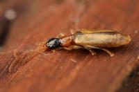 Demetrias atricapillus
