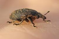 Larinus turbinatus