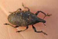 Larinus turbinatus