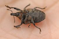 Larinus turbinatus