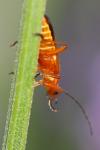 Rhagonycha fulva