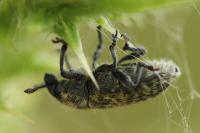 Rhinocyllus conicus