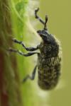 Rhinocyllus conicus