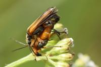 Oedemera podagrariae