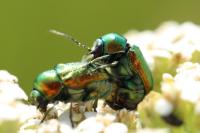 Cryptocephalus