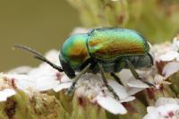 Cryptocephalus