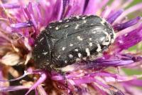 Oxythyrea funesta